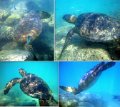 Snorkel4